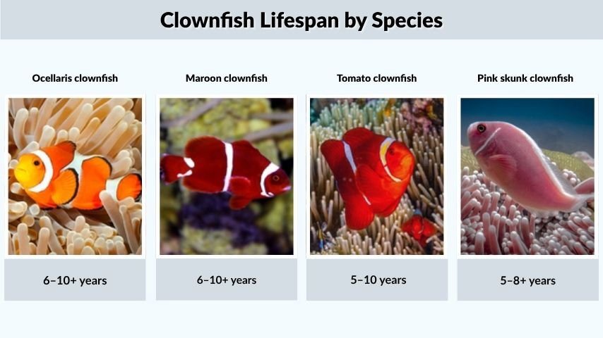 Clownfish Lifespan by Species