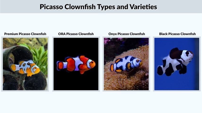 Picasso Clownfish Types and Varieties