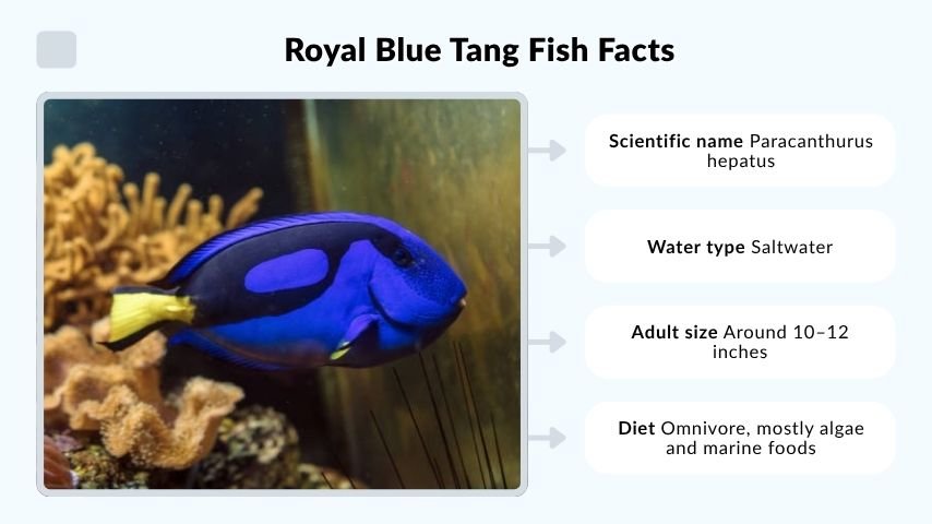 Royal Blue Tang Fish Facts