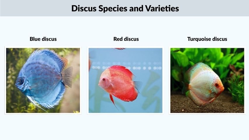 Discus Species and Varieties