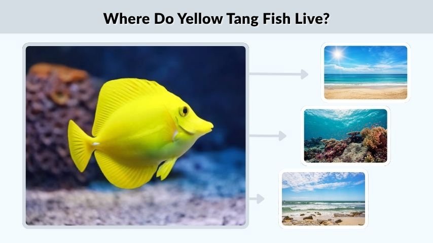 Where Do Yellow Tang Fish Live?
