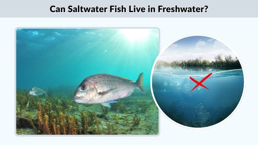 Can Saltwater Fish Live in Freshwater?