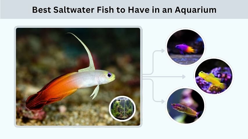 Best Saltwater Fish to Have in an Aquarium