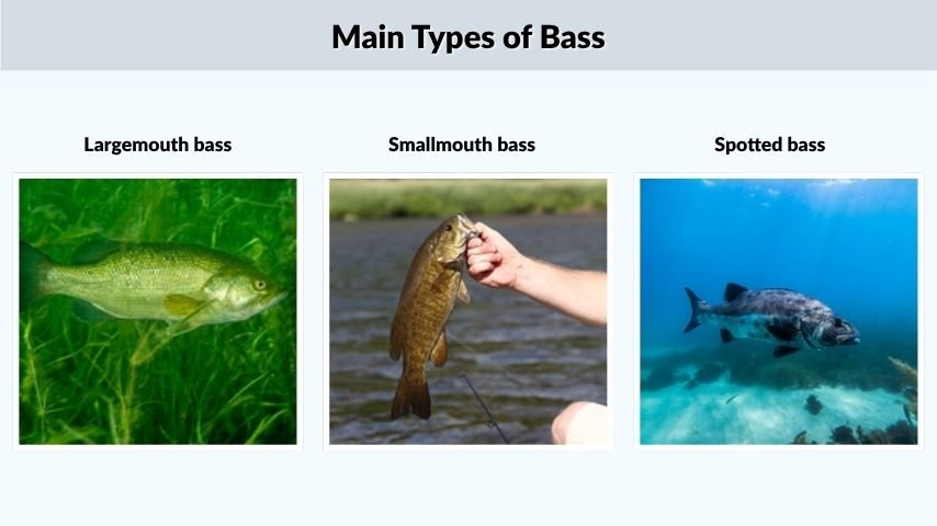 Main Types of Bass