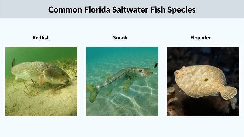 Common Florida Saltwater Fish Species