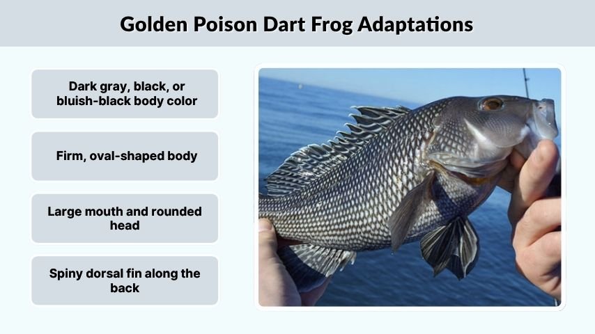 Black Sea Bass Identification