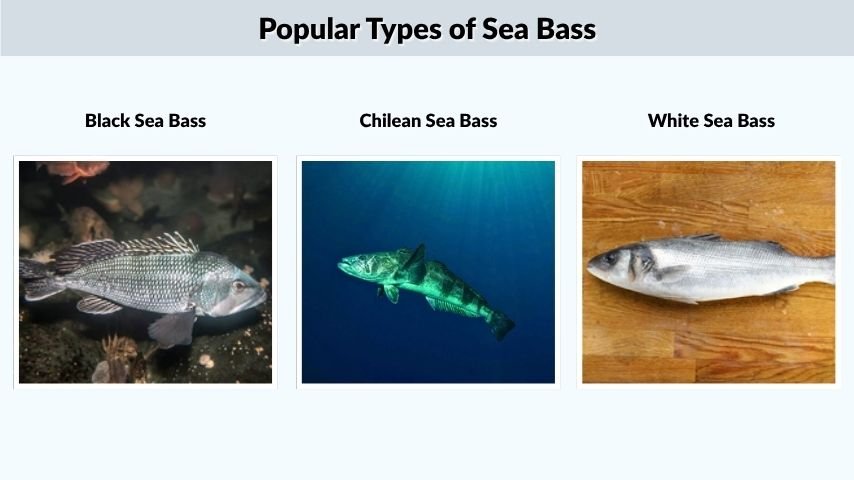Popular Types of Sea Bass
