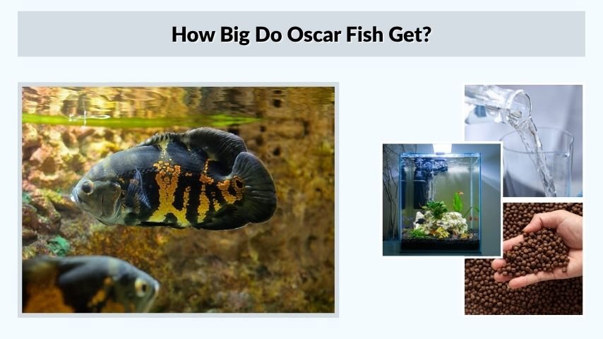 How Big Do Oscar Fish Get?