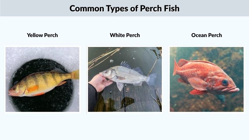 Common Types of Perch Fish