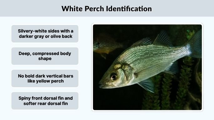 White Perch Identification