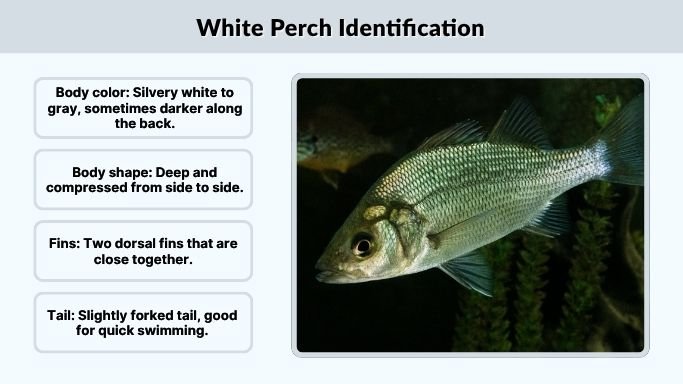 White Perch Identification