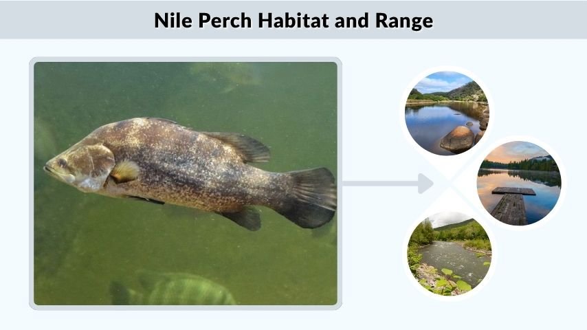 Nile Perch Habitat and Range