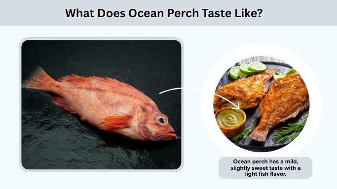 What Does Ocean Perch Taste Like?