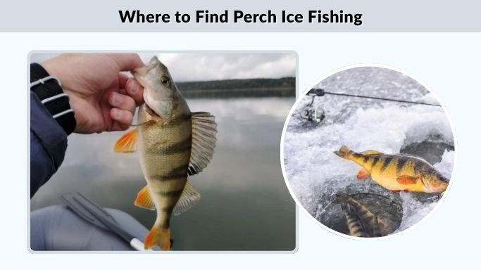 Where to Find Perch Ice Fishing