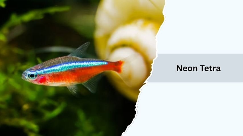 Neon Tetra