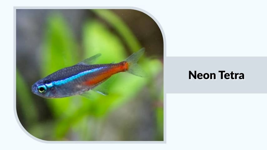 Neon Tetra