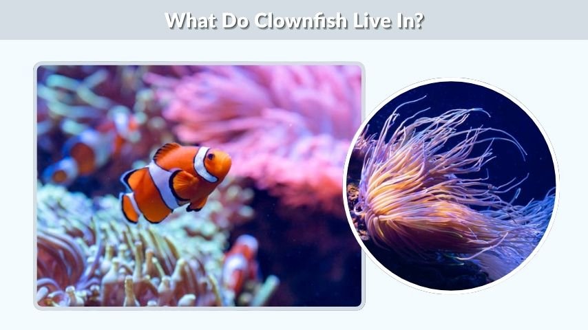 What Do Clownfish Live In?