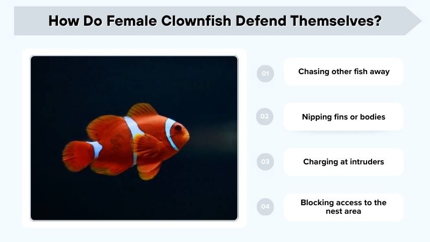 How Do Female Clownfish Defend Themselves?
