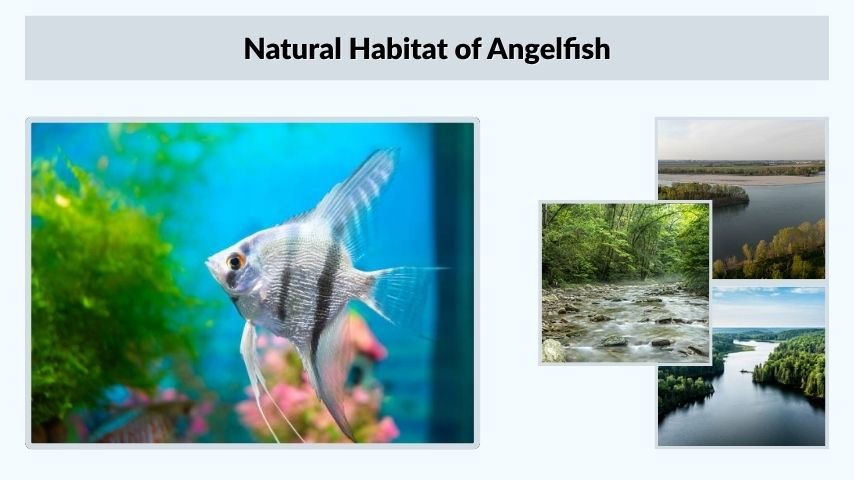 Natural Habitat of Angelfish