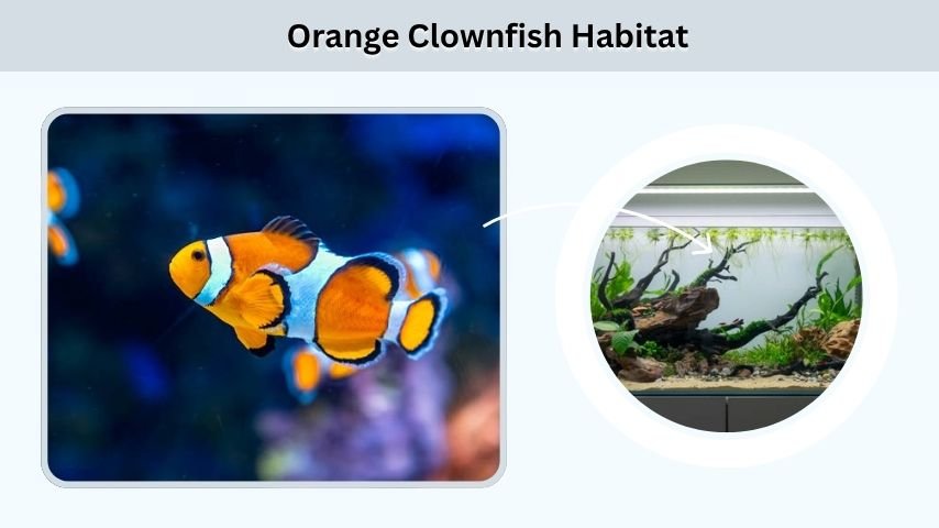 Orange Clownfish Habitat