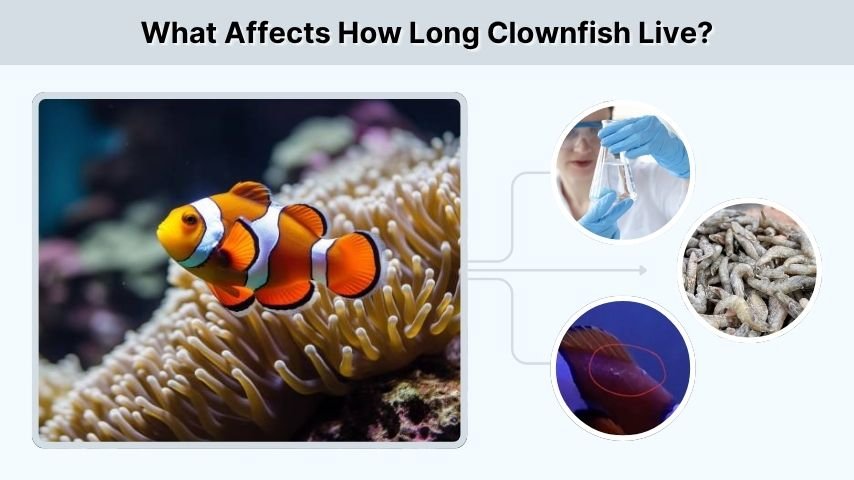 What Affects How Long Clownfish Live?