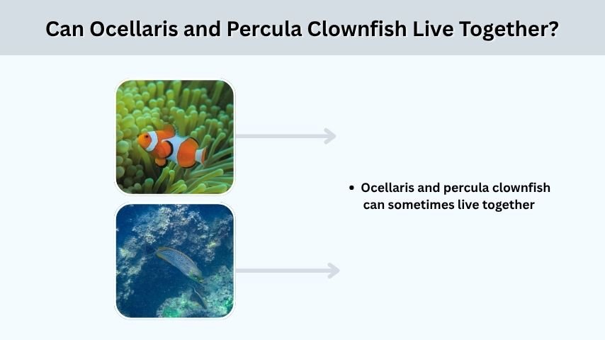 Can Ocellaris and Percula Clownfish Live Together?