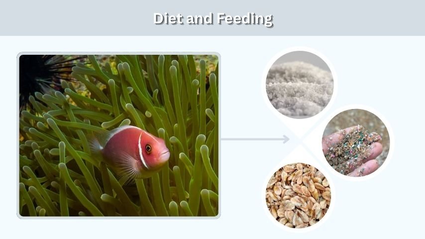 Diet and Feeding