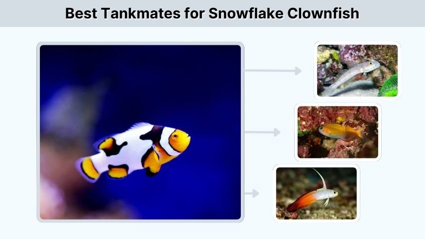 Best Tankmates for Snowflake Clownfish