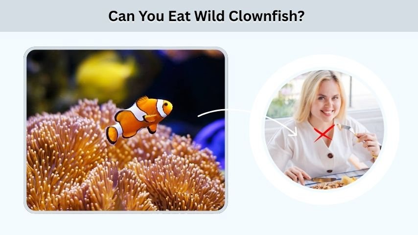 Can You Eat Wild Clownfish?