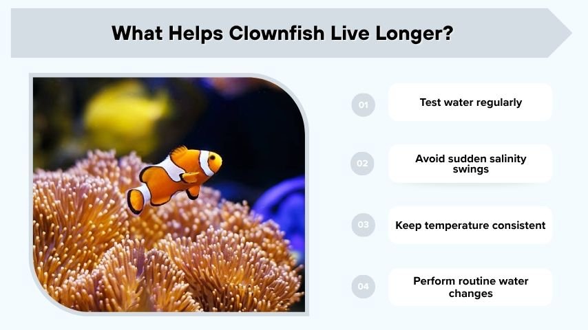What Helps Clownfish Live Longer?