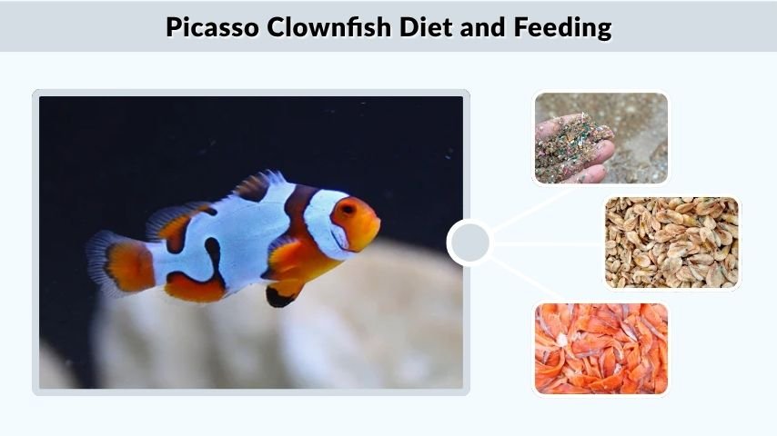 Picasso Clownfish Diet and Feeding