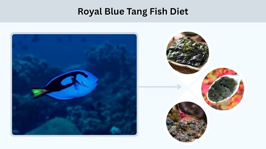 Royal Blue Tang Fish Diet