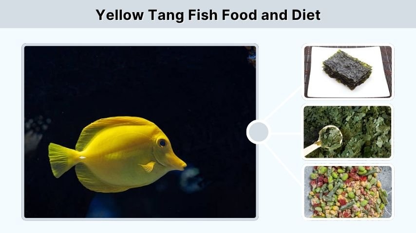 Yellow Tang Fish Food and Diet