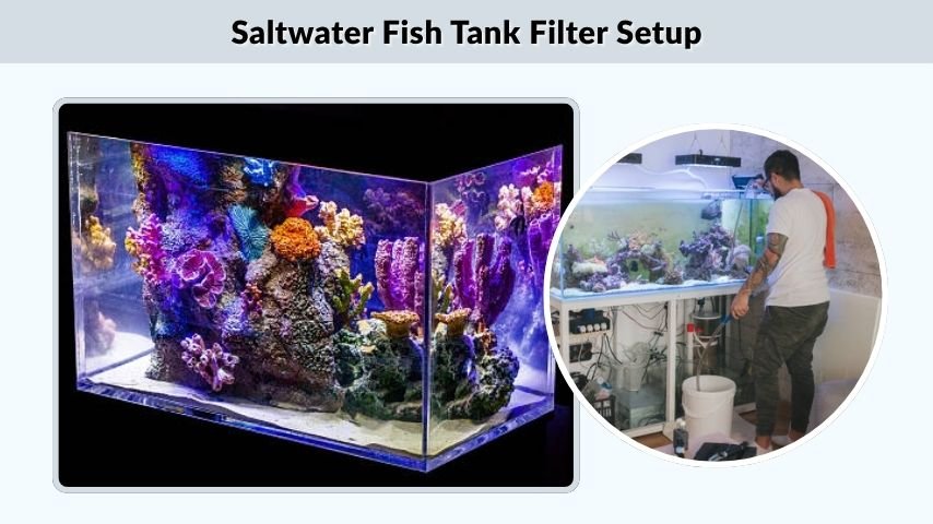Saltwater Fish Tank Filter Setup