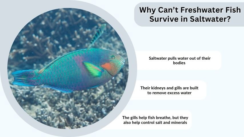 Why Can’t Freshwater Fish Survive in Saltwater?