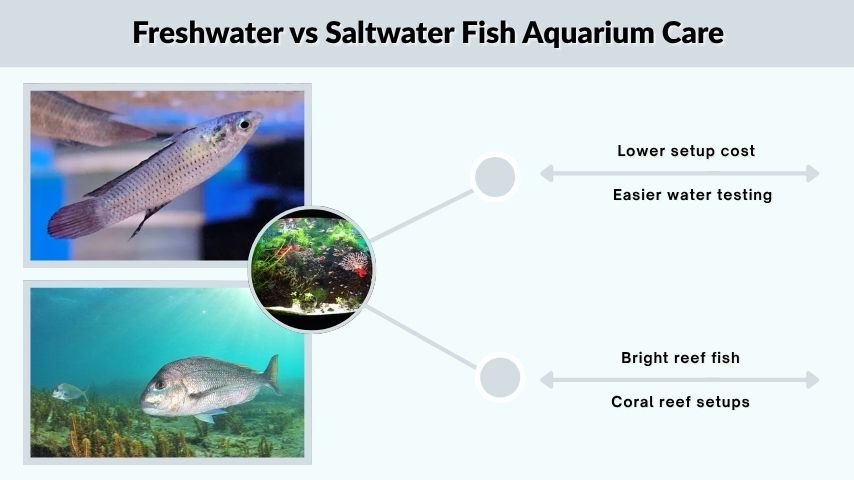 Freshwater vs Saltwater Fish Aquarium Care
