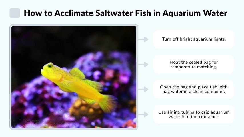 How to Acclimate Saltwater Fish in Aquarium Water