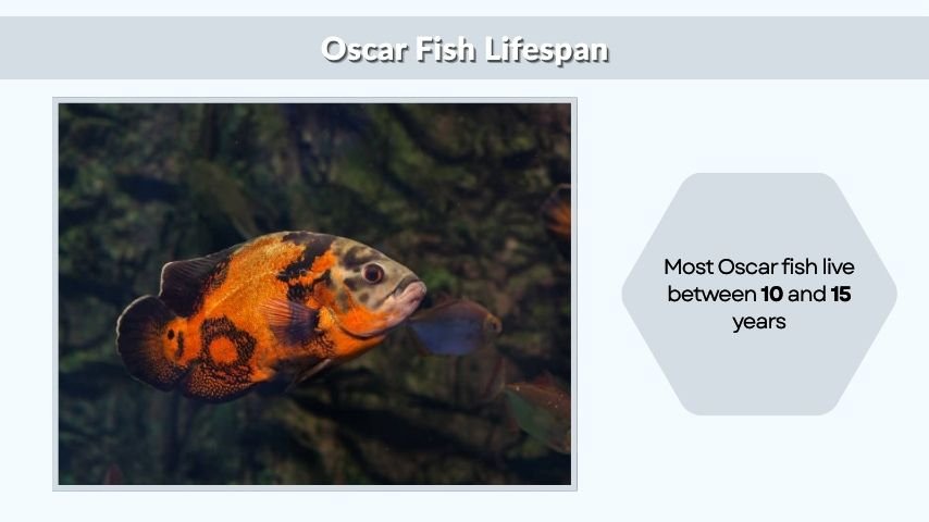 Oscar Fish Lifespan