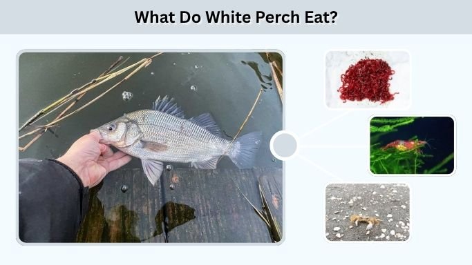 What Do White Perch Eat?