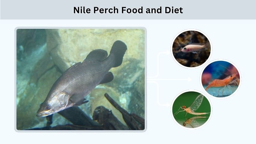Nile Perch Food and Diet