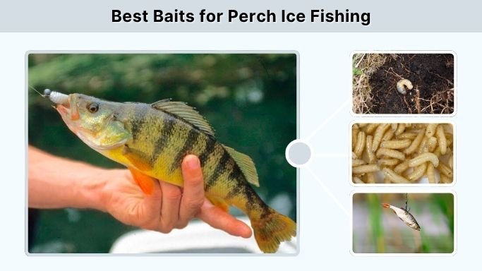 Best Baits for Perch Ice Fishing