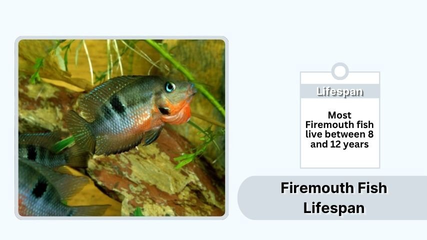 Firemouth Fish Lifespan