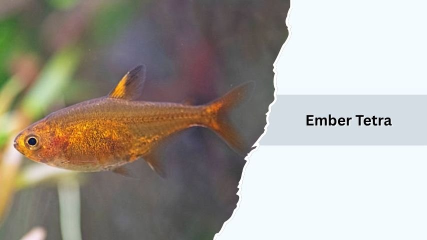 Ember Tetra