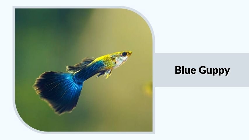 Blue Guppy