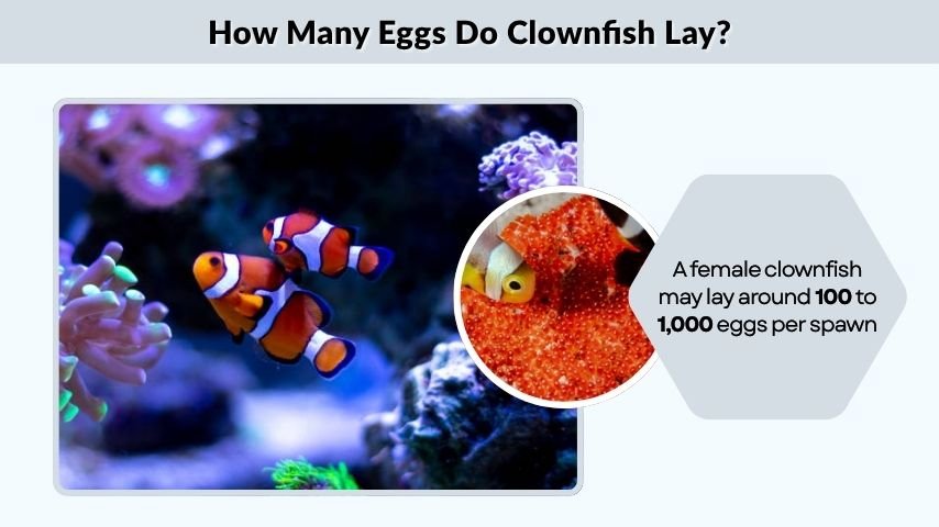 How Many Eggs Do Clownfish Lay?
