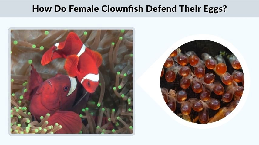 How Do Female Clownfish Defend Their Eggs?