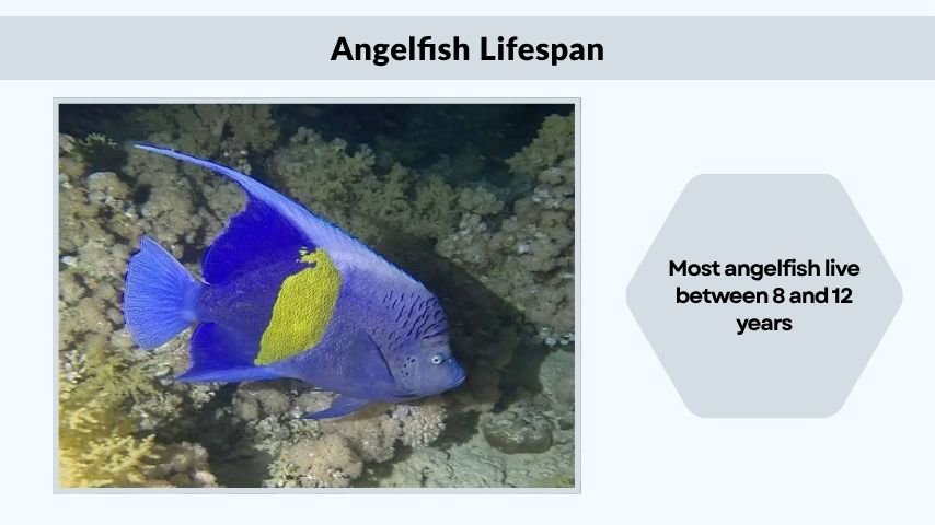 Angelfish Lifespan