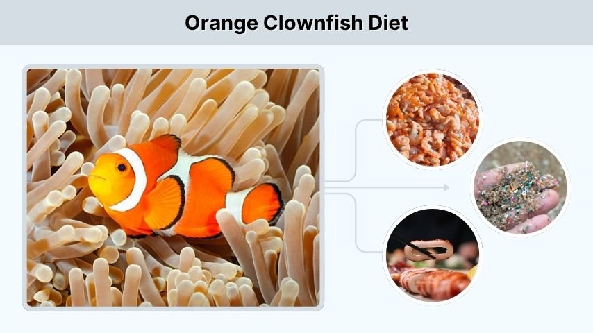 Orange Clownfish Diet