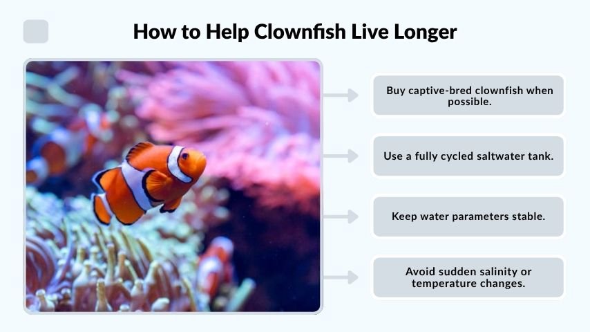 How to Help Clownfish Live Longer
