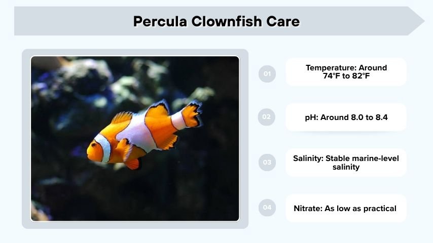 Percula Clownfish Care